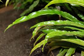 Image result for Asplenium africanum