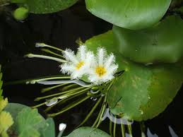 Image result for Nymphoides brevipedicellata