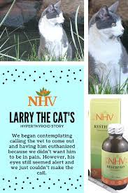 Read The Complete Story Of A Cat Larry With Hyperthyroidism Hyperthyroidism Natural Pet Thyroid Problems