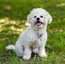 We did not find results for: Bichon Frise Puppies For Sale Adoptapet Com