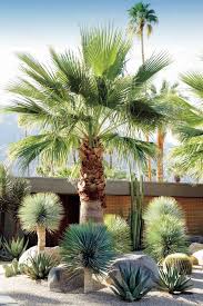 a dry garden in california s coachella valley designed by marcello villano pairs fan palm decoration jardin exterieur decoration jardin jardin mediterraneen