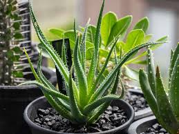 アロエの花言葉 由来や西洋での意味は 種類や効果 効能とは Greensnap グリーンスナップ