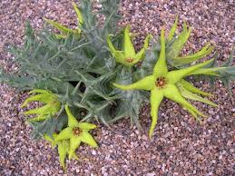 Image result for Orbea caudata