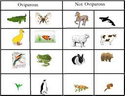 Oviparous And Non Oviparous Animals Oviparous Animals Oviparous Animals Preschool Oviparous Animals Kindergarten