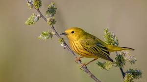 Birds With Yellow Feathers In Michigan Yellow Warbler Dendroica Petechia Birds Animals Michigan