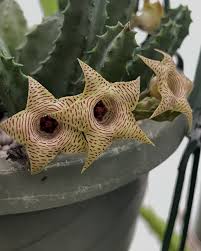 Image result for Huernia thuretii