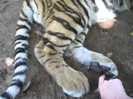 Where did you get this idea?! Tiny Tiger Cub Has Very Ticklish Paws Video Dailymotion