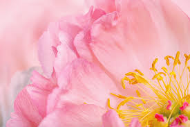 They would be a great bonus to any yard, in my opinion. Peony Meaning And Symbolism Ftd Com