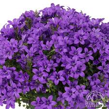 Plant Profile For Campanula Portenschlagiana Ambella Blue Dalmatian Bellflower Perennial In 2020 Campanula Portenschlagiana Plants Campanula Flowers
