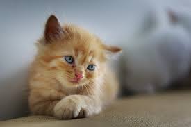 Nov 24, 2020 ira_evva getty images. Female Cat Names Starting With S With Video Kittenmeow