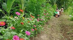 Maybe you would like to learn more about one of these? Tanam Refugia Untuk Basmi Hama Lahan Cabai Janu Malah Kerap Buat Selfie Suara Jogja