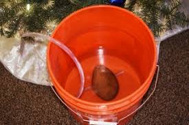 Start with a healthy tree. Automatic Christmas Tree Watering System Low Tech 6 Steps With Pictures Instructables