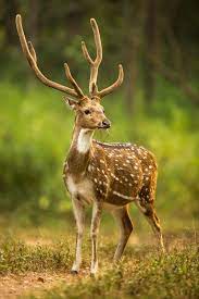 Indian Spotted Deer Animals Deer Pictures Majestic Animals