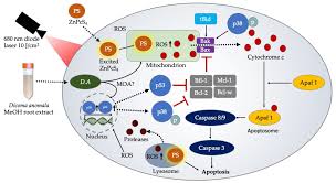 Image result for Dicoma anomala