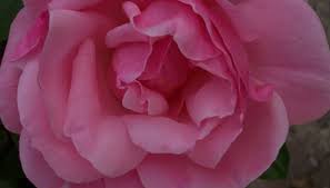 Résultat de recherche d'images pour "tree trunk repair grafts"