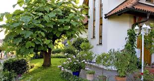 A perfect house is more than just a house. How To Find The Perfect House Tree Web24 News