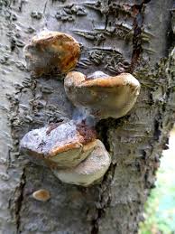 Image result for Phellinus pomaceus