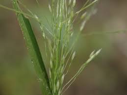 Image result for Panicum subflabellatum