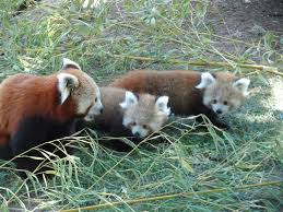 Zoo Aquarium De Madrid Red Panda Animals Cute