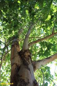 Image result for Sterculia appendiculata
