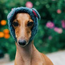A mouthwatering recipe for italian greyhound made with vodka, campari® bitters and grapefruit juice. Iggy Joey Fashion Icon Lifestyle Enthusiast Italian Greyhound