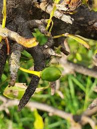 Image result for Manilkara mochisia