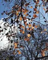 Image result for Liquidambar formosana
