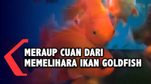 Tak terkecuali dengan yang terjadi di raja aquatic palembang yang menyediakan berbagai jenis ikan hias air tawar maupun ikan air laut yang. Meraup Cuan Dari Memeliharan Ikan Goldfish Youtube