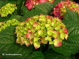 Pink And Green Hydrangea Picture Green Hydrangea Hydrangea Picture Hydrangea