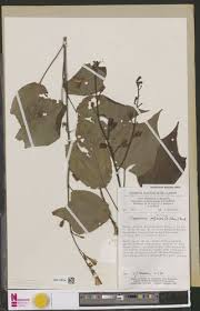 Image result for Clappertonia polyandra