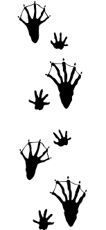 Check spelling or type a new query. Animal Track Identification Guide Wildliferemoval Com