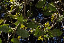 Image result for Xymalos monospora