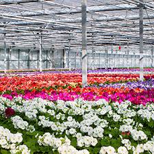 Hasil gambar untuk Greenhouse Floriculture