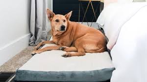 Check spelling or type a new query. Cheap Easy Diy Wooden Dog Bed For Any Size Dog Joyful Derivatives