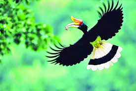 Ada banyak gambar burung elang mulai dari elang putih, elang jawa, hingga gambar kartun di sini, kami akan menyuguhkan gambar burung elang yang asli dan paling keren yang ada di dunia ini. Pengeraja Asal Sarawak Suara Sarawak