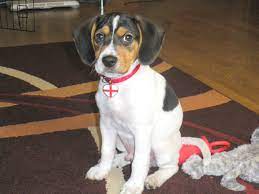Jackabee Jack Russell Terrier Beagle Mix Info Puppies Pictures