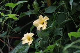 Image result for Momordica pterocarpa