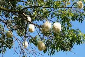 We did not find results for: Silk Floss Trees Cotton Trees Kapok Tree Spain