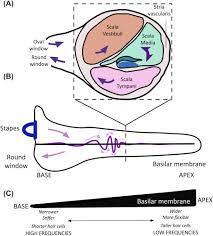 Image result for Cochlea