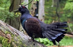 See traveler reviews, 5 candid photos, and great deals for which popular attractions are close to grand tetras? Le Grand Tetras Coq De Bruyere Origine Pyrenees