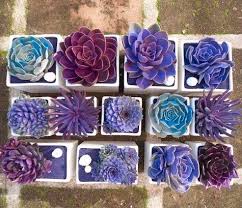 11 More Amazing Spray Paint Before After Projects Purple Succulents Succulents Blue Succulents
