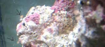 Digitate Hydroids? : R/Reeftank