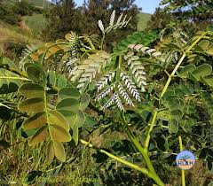 Image result for Albizia procera