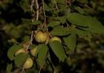 Image result for Pseudolachnostylis maprouneifolia