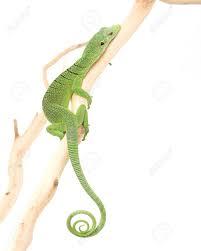 A reliable and accurate hygrometer will let you know that the levels are correct, so you can rest easy knowing that your pet is fine. Green Tree Monitor Lizard Varanus Prasinus Auf Weissem Hintergrund Lizenzfreie Fotos Bilder Und Stock Fotografie Image 3924149