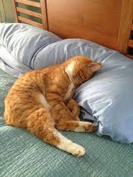 Thank Goodness Because This Horrible Day Should Be Over Now Cats Crazy Cats Kittens