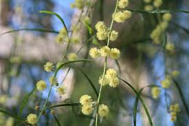 Image result for Acacia lasiopetala