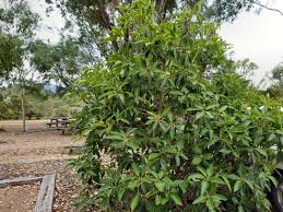 Image result for Lophostemon confertus