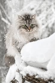 neige de février .... - fleur et amitié