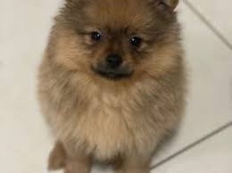 Pomeranian Puppies For Sale Petsforhomes